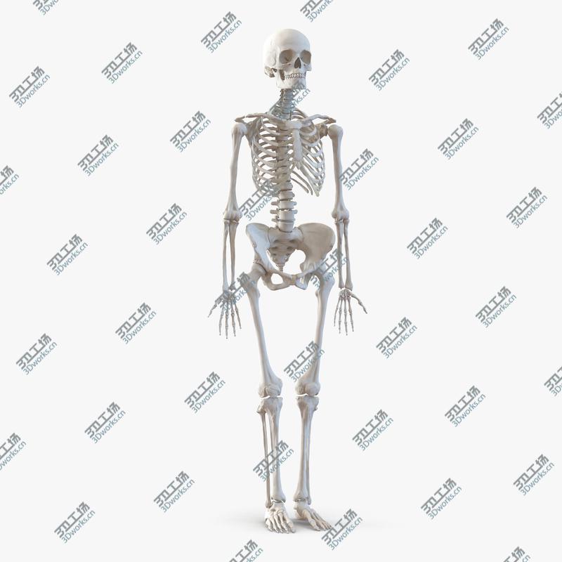 images/goods_img/20210114/Human Female Skeleton/1.jpg